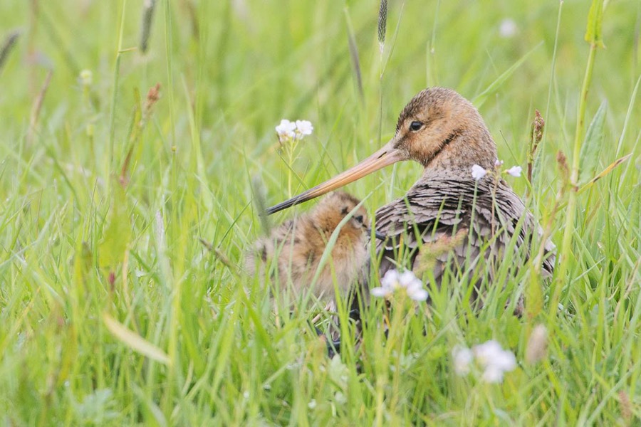 Black-tailed godwit with child